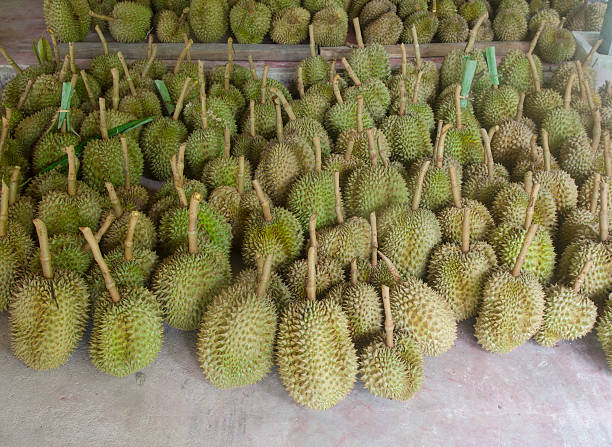 istock Durian,delicious famous fruit in Thailand, Close up 486104957