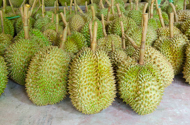 istock Durian,delicious famous fruit in Thailand, Close up 486104961