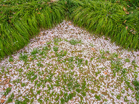 Spring flowers series, the land covered with the petals of cherry blossoms