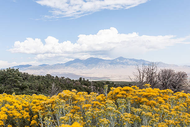 Sagebrush Landscape Landscape at Great Basin National Park, Nevada. Horizontal image shows a scenic view of the mountain and forest terrain. A blue clouded sky above. Bright yellow Sagebrush in the foreground. great basin national park stock pictures, royalty-free photos & images