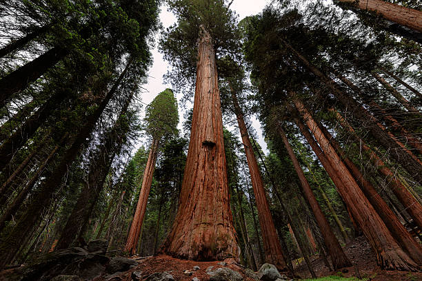 arbre gros géants dans le parc national sequoia national park - ancient tree usa california photos et images de collection