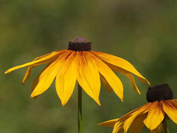 istock Pair of Beautiful Rudbeckias 486105692