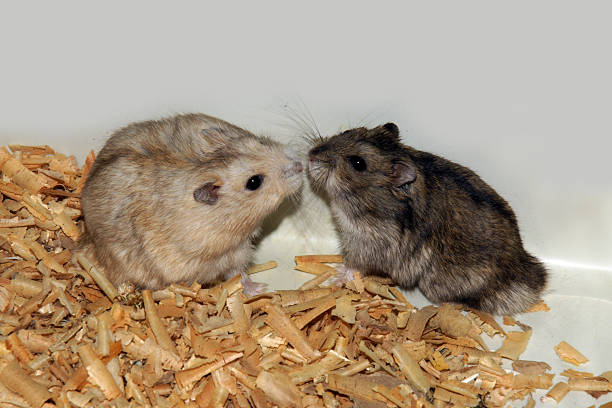 istock Cute hamsters in sawdust wooden house 486109308