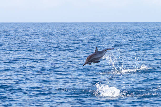 istock Dolphin jumping out of the ocean 486109612
