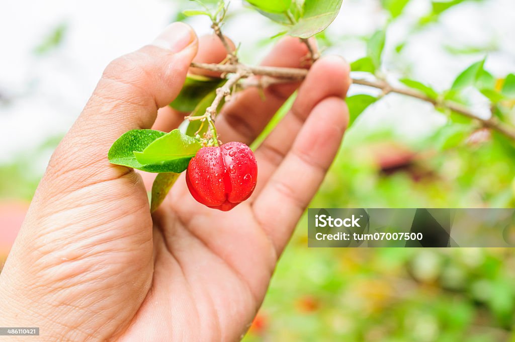 Cherry red and Drop, Chery red edible fruit of natural light on hand 35-39 Years Stock Photo