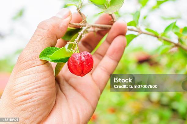 Cherry Red And Drop Stock Photo - Download Image Now - 35-39 Years, Agriculture, Backgrounds