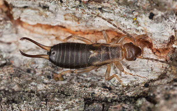 istock Earwig on wood, macro photo 486110773