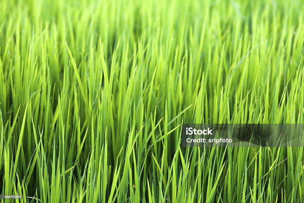 Greend Rice Field Green Rice Field Stock Photo - Download Image Now - Agriculture ...