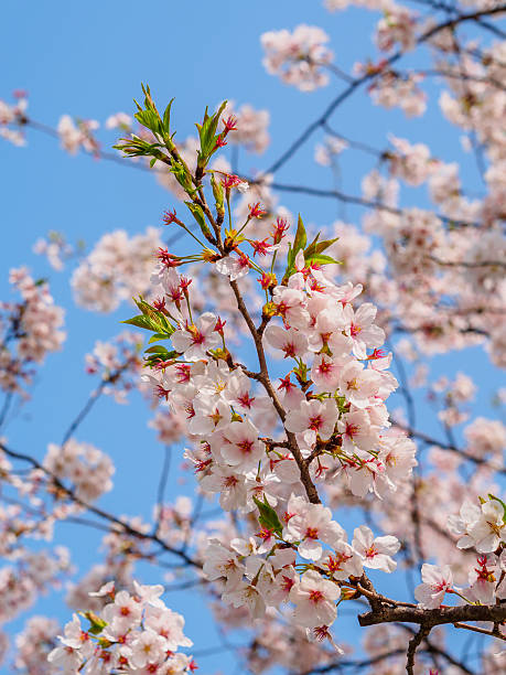 istock Spring flowers series, Cherry Blossom in Tongji University, 486111835