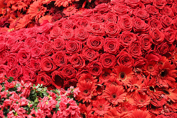 red roses stock photo