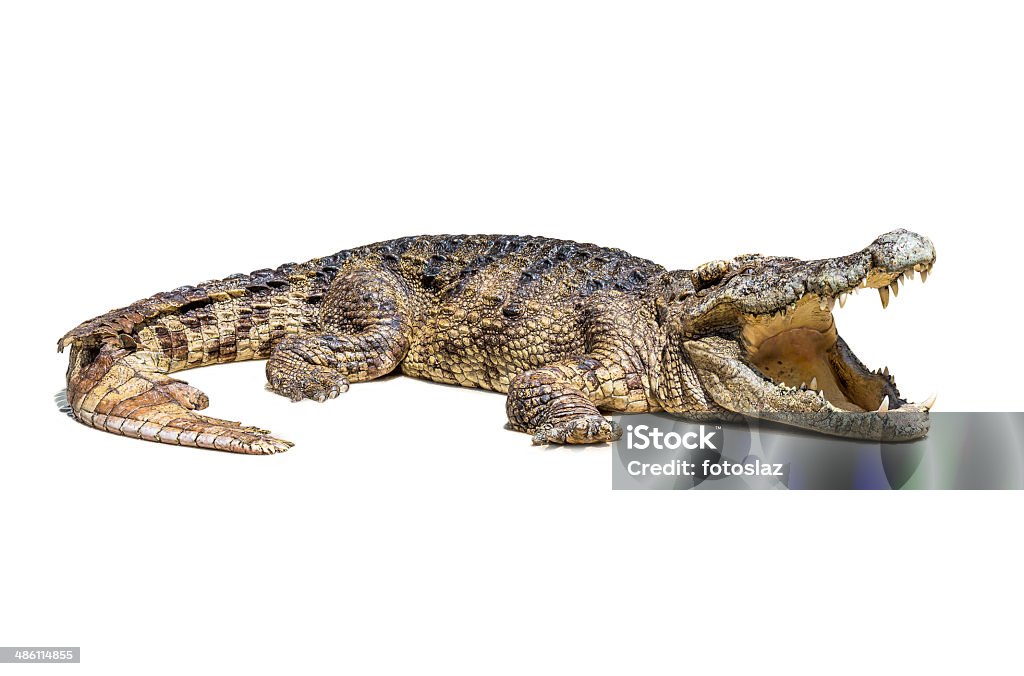 Crocodile isolated The wildlife crocodile isolated on white background Crocodile Stock Photo
