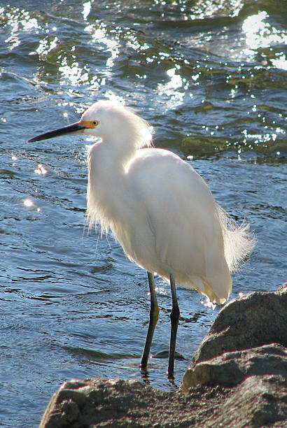 istock Beautiful Snowy Egret 486115039