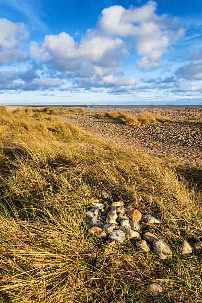 istock Blue sky Summer beach sunset landscape 486115545