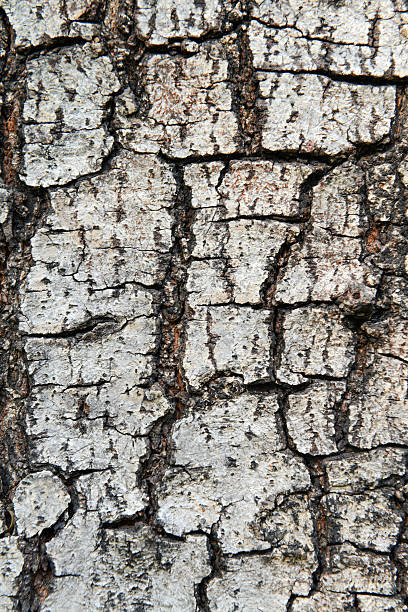 istock texture of fracture on the tree bark. 486115975