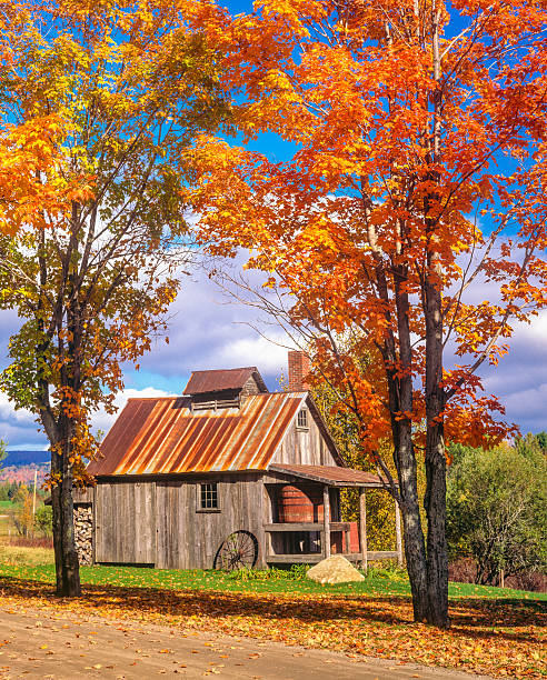 Autumn in Vermont with sugar house and maples(P)