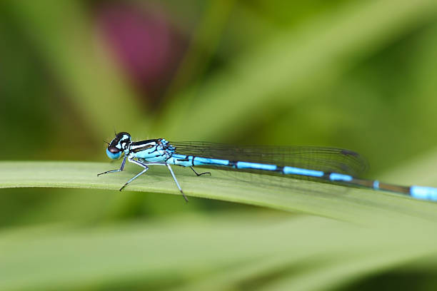 istock Dragonfly Coenagrion puella 486120665