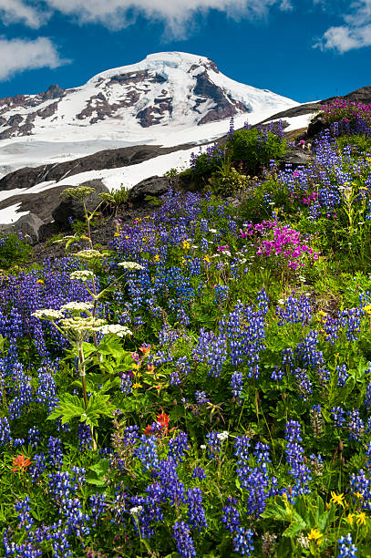 гора бейкер других растений. - north cascades national park pacific northwest flower cascade range стоковые фото и изображения