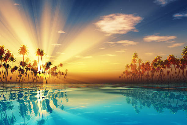 sun rays in kokospalmen - beach palm tree tropical climate sea stock-fotos und bilder