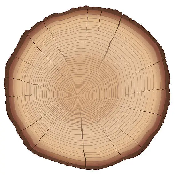Vector illustration of Annual Rings Tree Trunk Cross Section
