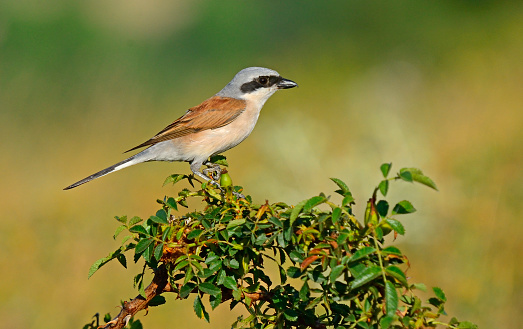 Red-backed-shrike on the branch