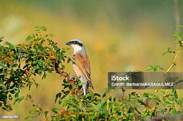 Redrumped Shrike - Fotografie stock e altre immagini di Averla - Averla, Grigio, Animale