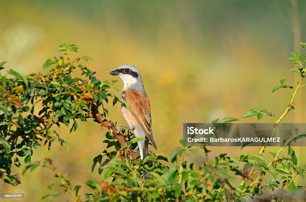 Redrumped shrike - モズ属のロイヤリティフリーストックフォト