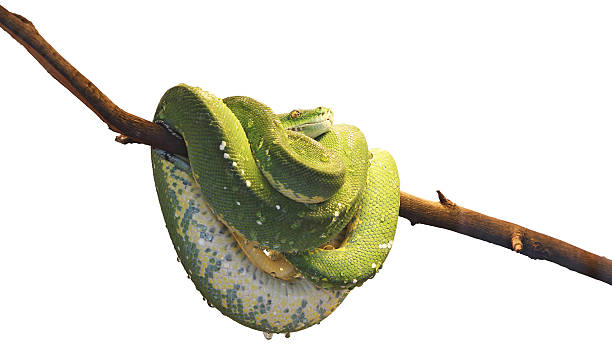 python vert - green tree python photos et images de collection