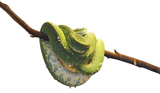 초록나무비단뱀 - green tree python 뉴스 사진 이미지