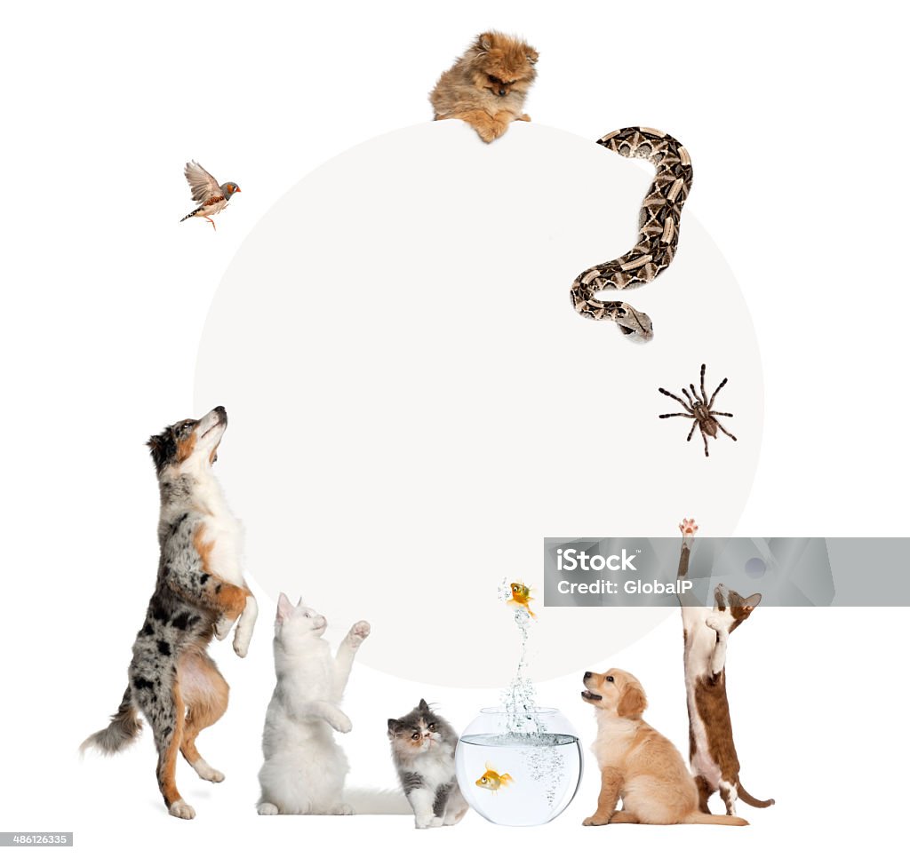 Group of pets surrounding a grey circle Pets Stock Photo