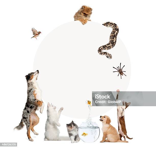 Group Of Pets Surrounding A Grey Circle Stock Photo - Download Image Now - Pets, Snake, Circle