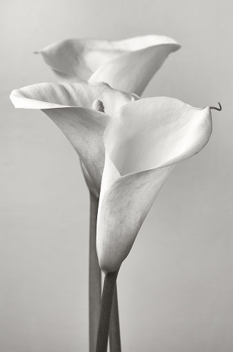 Bouquet of calla lilies. Monochrome image.