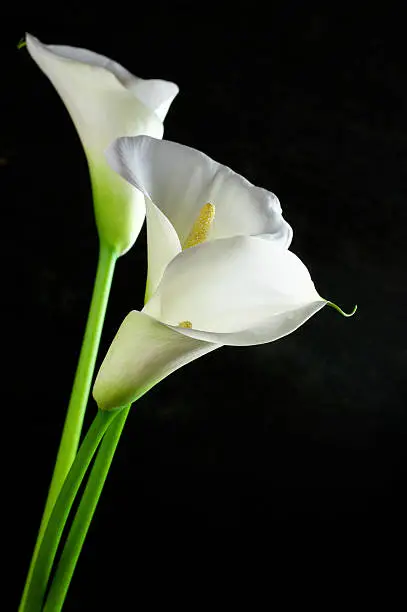 Bouquet of calla lilies on black background.