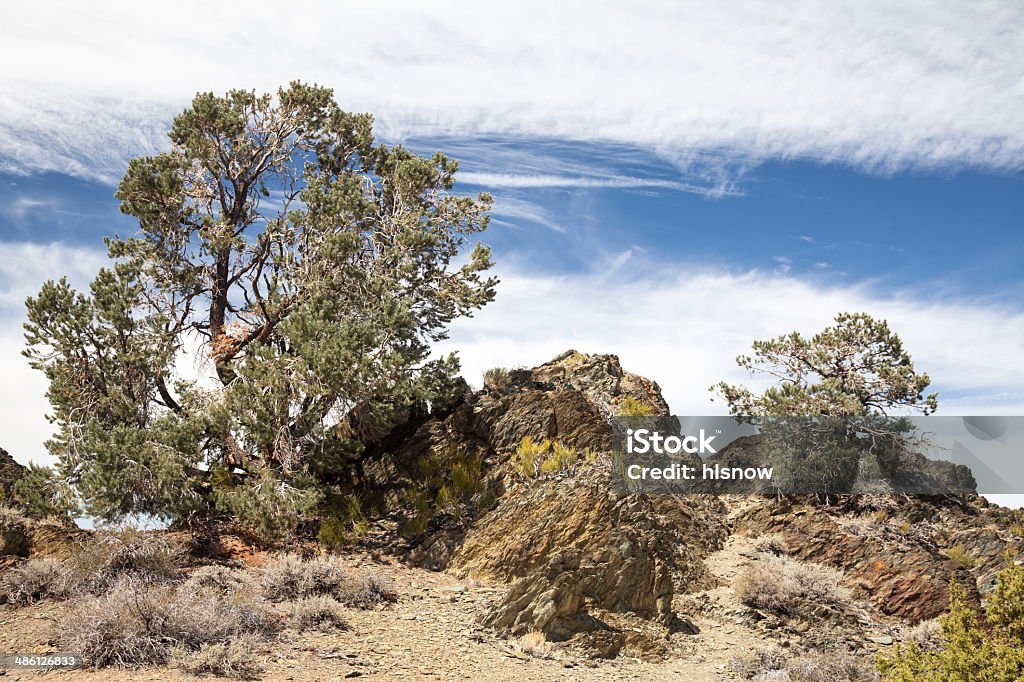 Pines in Mountains Pinyon pine and juniper forest under blue partly cloudy sky. Rocky terrain in mountains. Blue Stock Photo