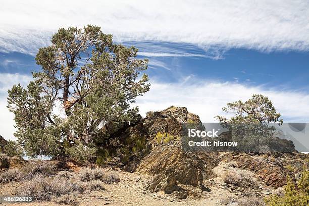 Pines In Mountains Stock Photo - Download Image Now - Blue, Brown, California