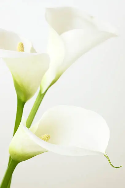 Calla lilies close-up. Shallow DOF.