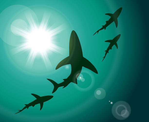 Shark Gradient and transparent effect used. great white shark stock illustrations