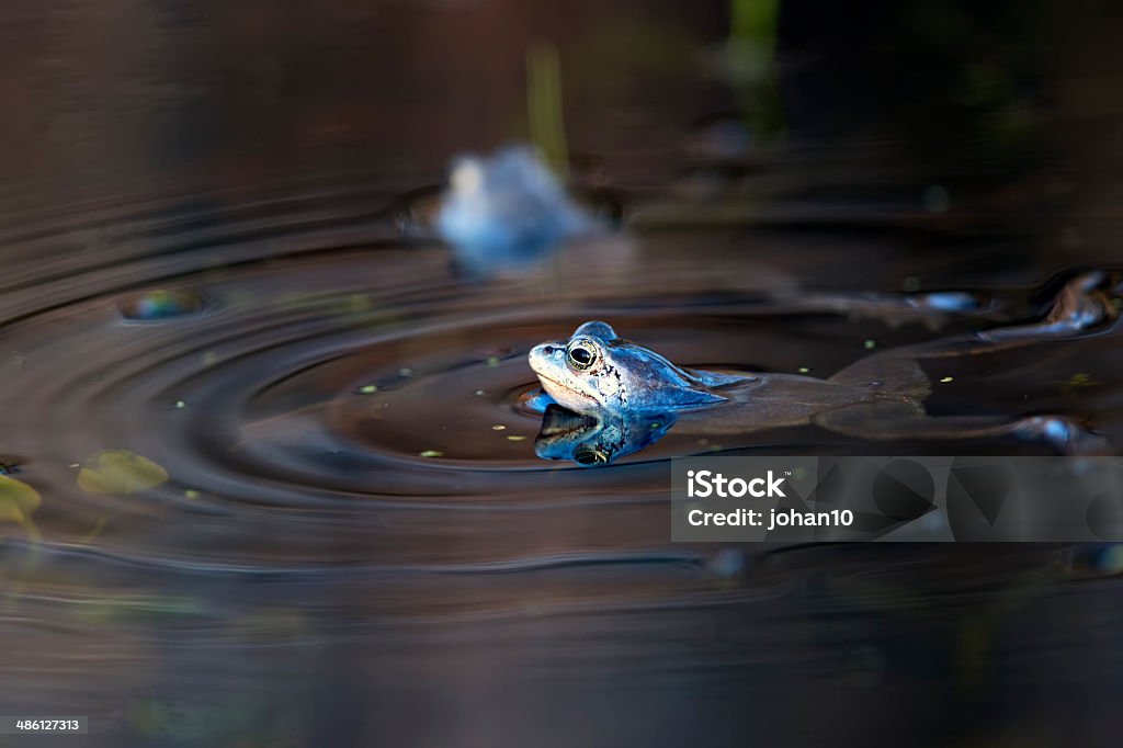 Schwimmende moor frogs - Lizenzfrei Moorfrosch Stock-Foto