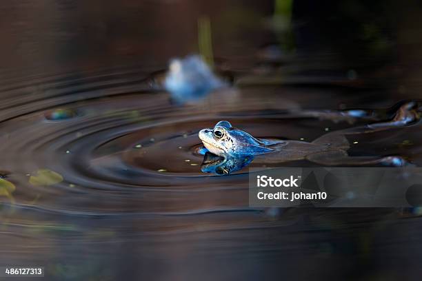 Schwimmende Moor Frogs Stockfoto und mehr Bilder von Moorfrosch - Moorfrosch, Amphibie, Auf dem Wasser treiben