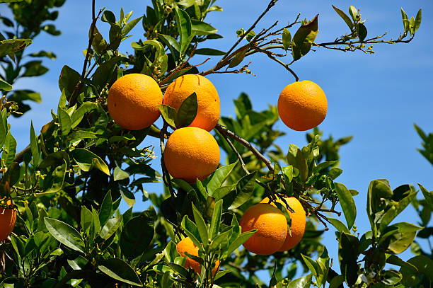 istock Orange tree, Crete Island, Greece 486127495