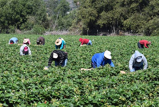 stawberry harvest en el centro de california - farm worker fotografías e imágenes de stock