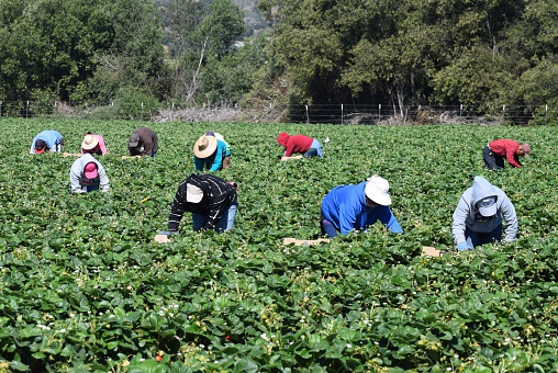 Salinas, California, USA - June 19, 2015: Seasonal farm workers pick and package strawberries.