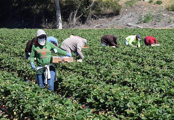 Strawberry Harvest in Central California Salinas, California, USA - June 19, 2015: Seasonal farm workers pick and package strawberries. field workers stock pictures, royalty-free photos & images