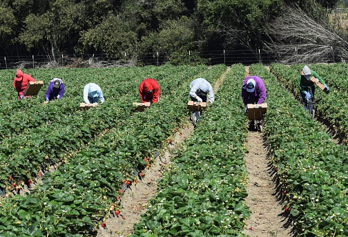 Salinas, California, USA - June 19, 2015: Seasonal farm workers pick and package strawberries.