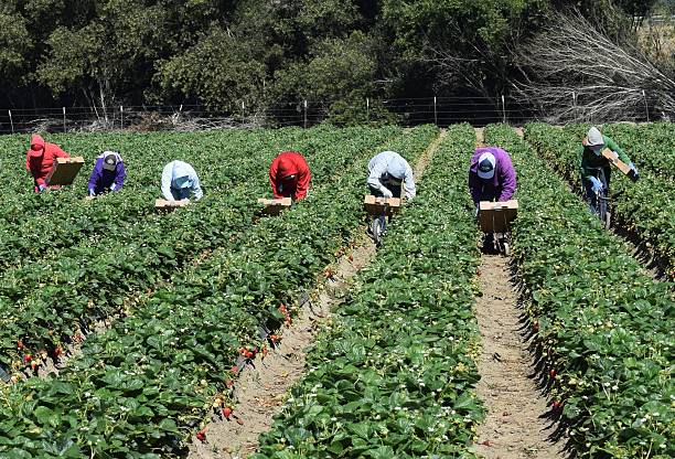 colheita de morango na região central da califórnia - farm worker - fotografias e filmes do acervo