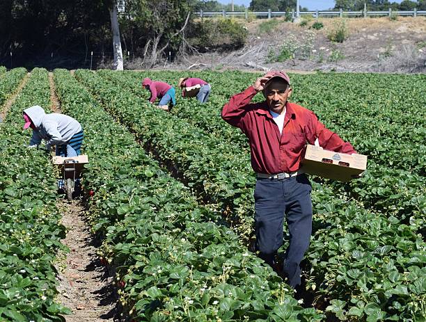 Strawberry Harvest in Central California Salinas, California, USA - June 19, 2015: Seasonal farm workers pick and package strawberries. field workers stock pictures, royalty-free photos & images