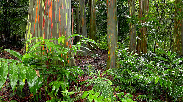 arcobaleno eucalipto di alberi della foresta in hawaiano - tropical rainforest rainforest tropical climate formal garden foto e immagini stock