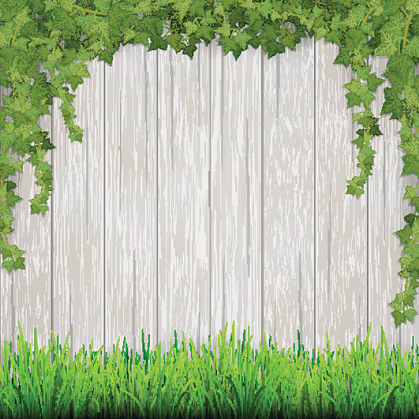 ilustrações de stock, clip art, desenhos animados e ícones de relva e pendurar ivy em branco vintage fundo de pranchas de madeira. - ivy backgrounds wood fence