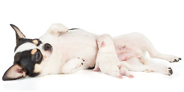 istock Puppy sucks milk 486128888