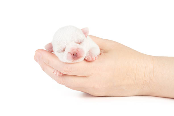 chiot blanc - chihuahua stroking pets human hand photos et images de collection