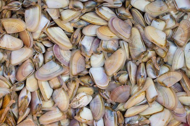 istock Wedge Shells clams  after the harvest 486128944